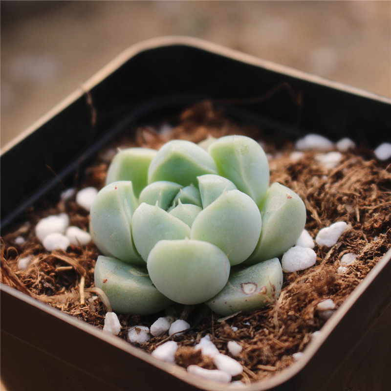 多肉植物馨蕙多肉新品阿尔卑斯厚叶月影3cm带盆发货带盆发货