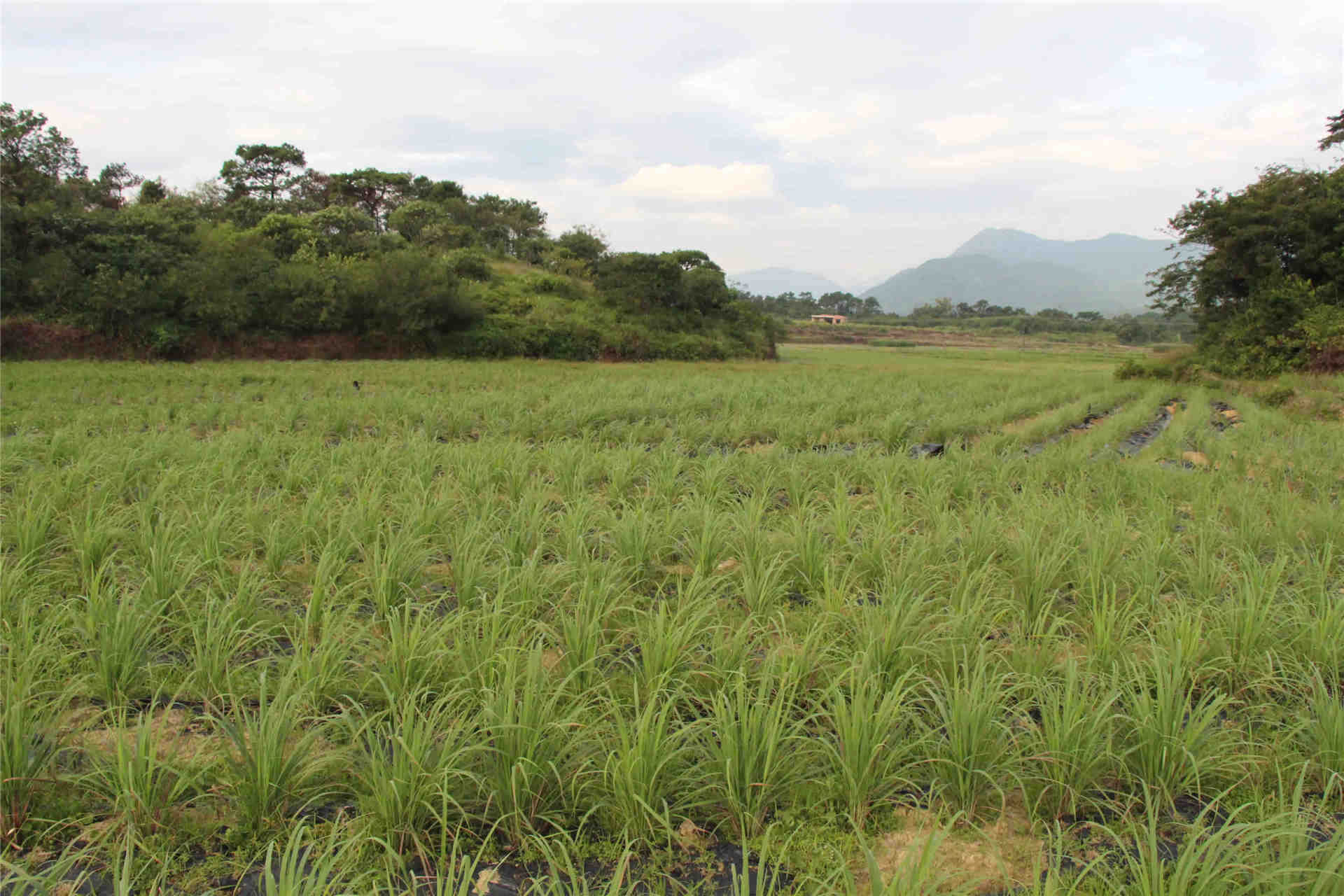 citrates stapf),属禾本科香茅属之多年生常绿草本植物,广泛种植于全