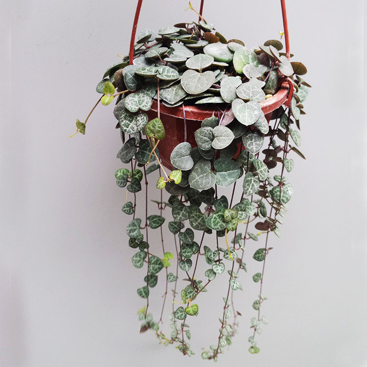 【基地直供】一串心(105)藤本植物,一寸心微景观植物材料