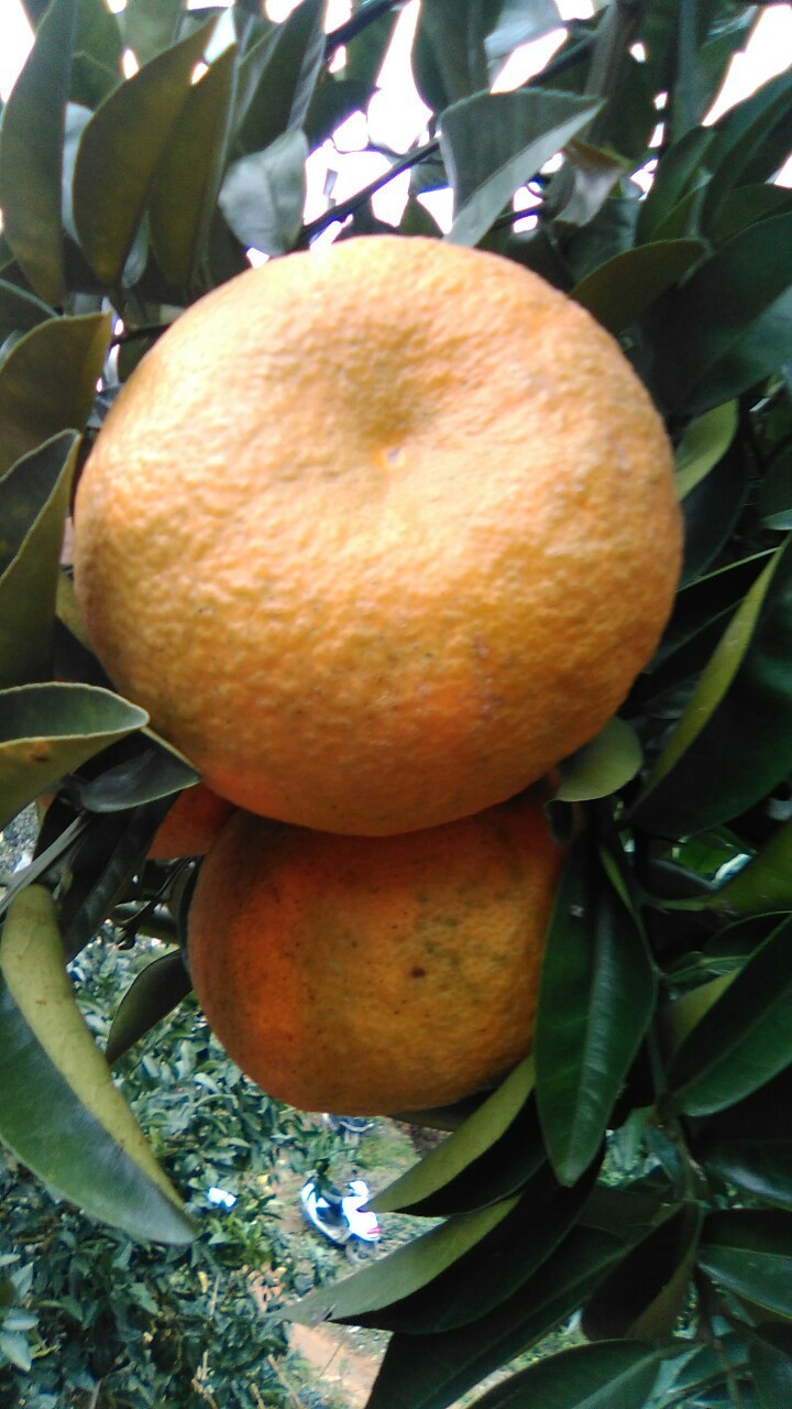 发财柑大吉大利