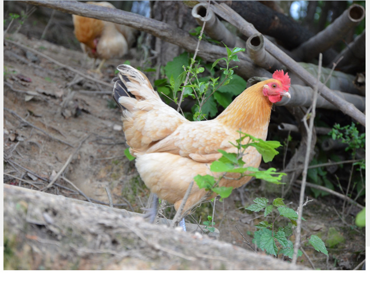 包邮 正宗农家散养老母鸡江苏草鸡笨鸡月子鸡散养土老母鸡