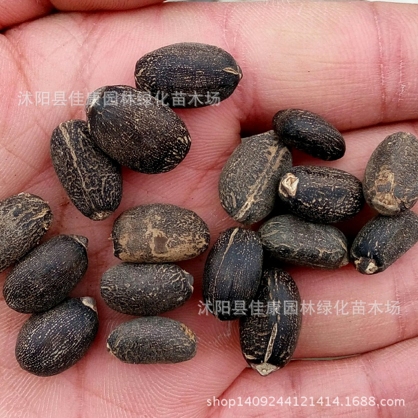 林木种子 麻疯树种子 麻风树 臭油桐 羔桐种子 1件=1斤