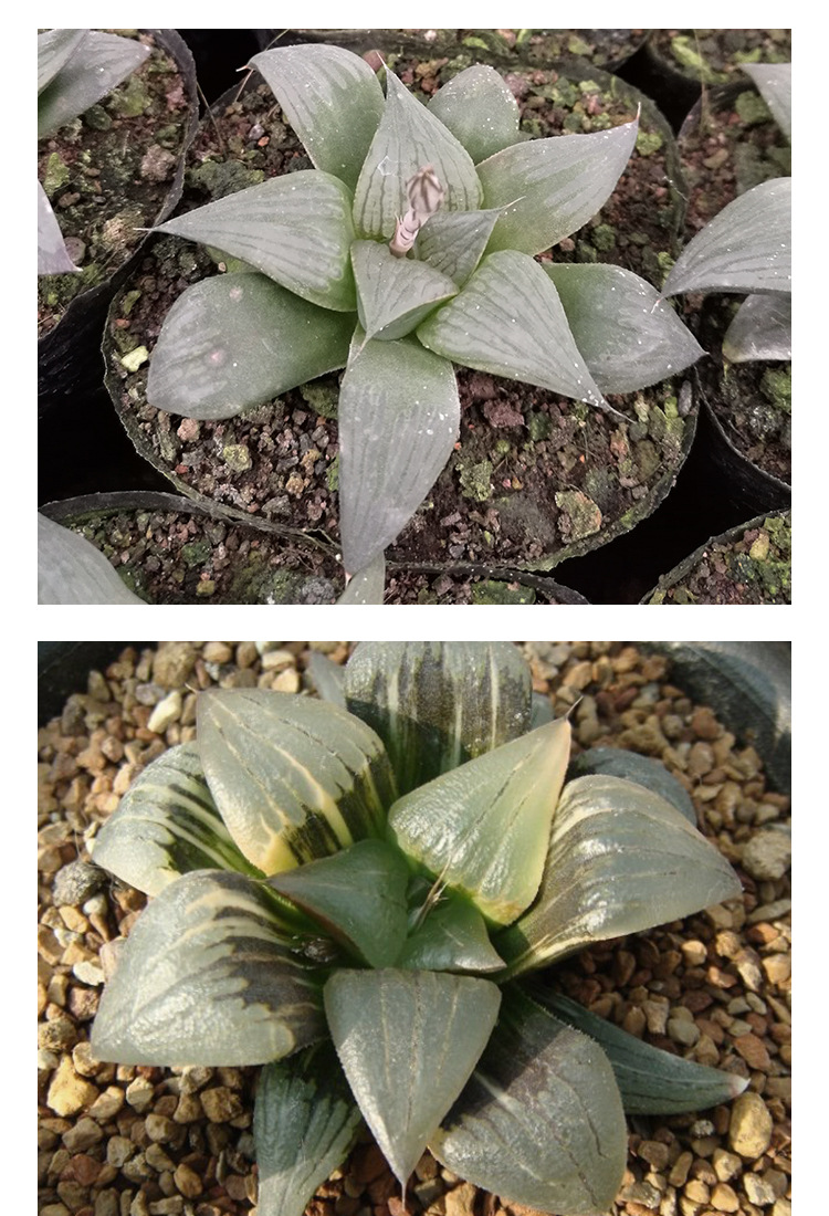 多肉植物批 红纹寿多肉植物 肉肉植物 防辐射花卉绿植盆栽直.