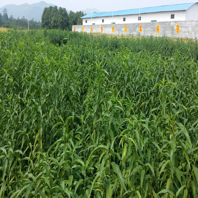 供应信息 水果种子种苗 基地批发黄桃果树苗桃树苗 锦绣黄桃苗新品种