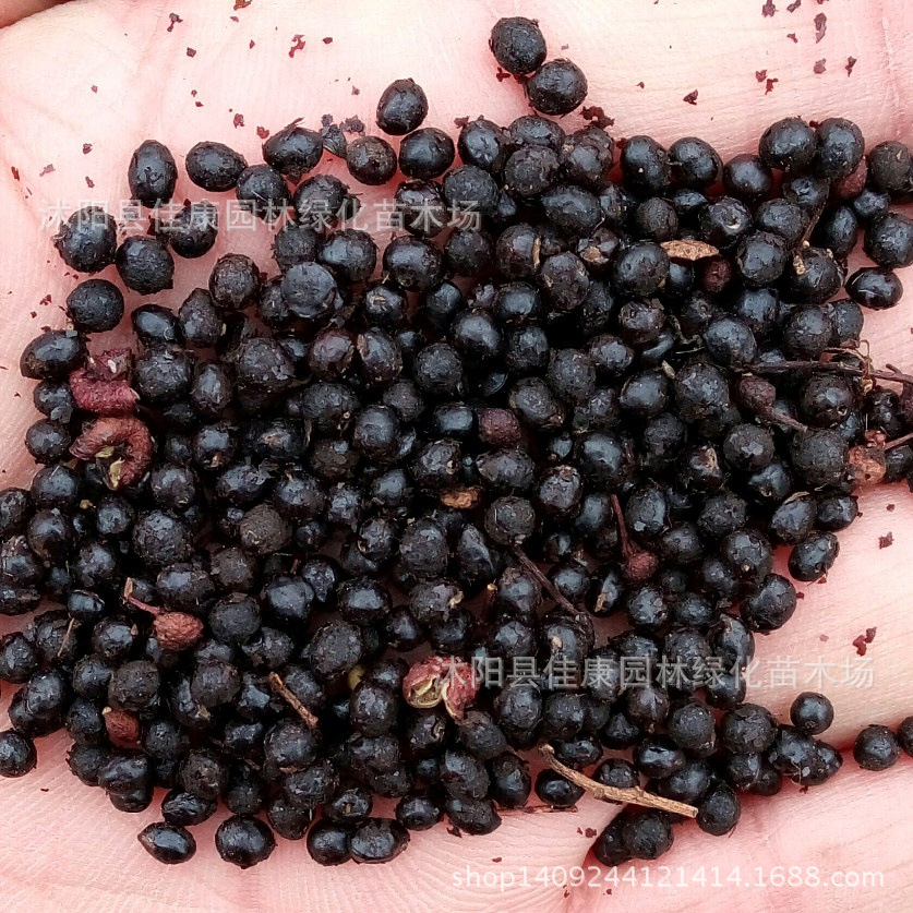 林木种子 花椒种子 香椒 花椒子 花椒籽 花椒树种子 1件=1斤