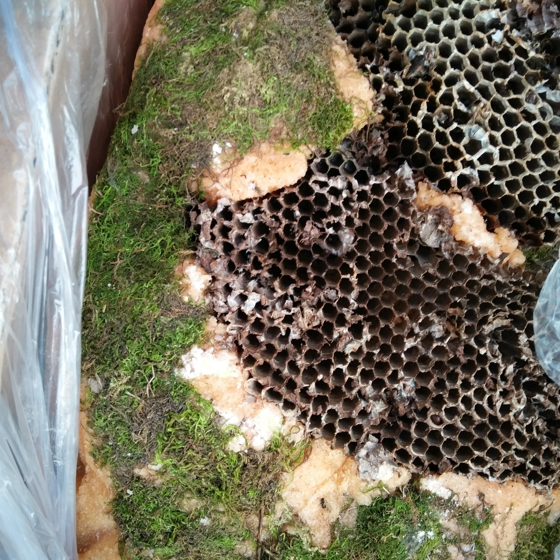 岩蜂蜜野生石蜜批发江湖地摊展销会岩石蜂蜜滋补品批发中草药蜂蜜