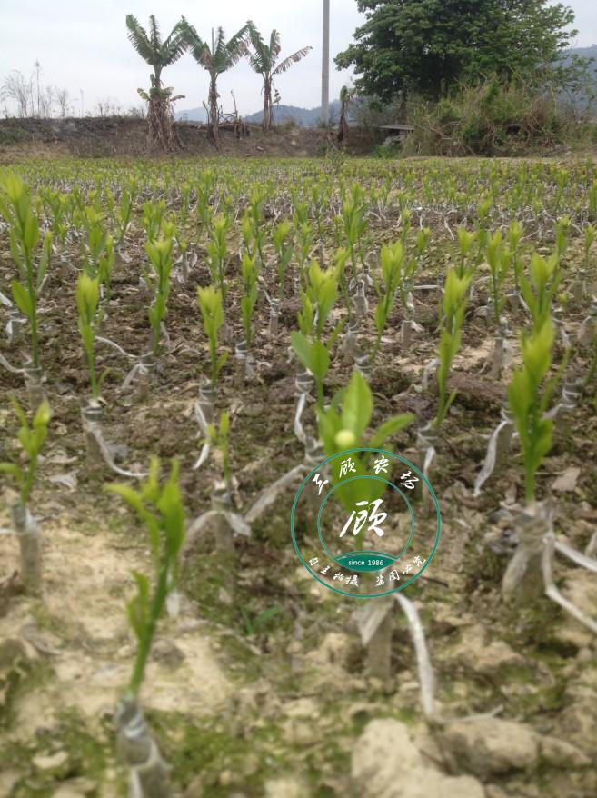 正宗新会柑大红柑茶枝柑苗柑橘水果嫁接柑苗木柑树苗桔子苗果树苗