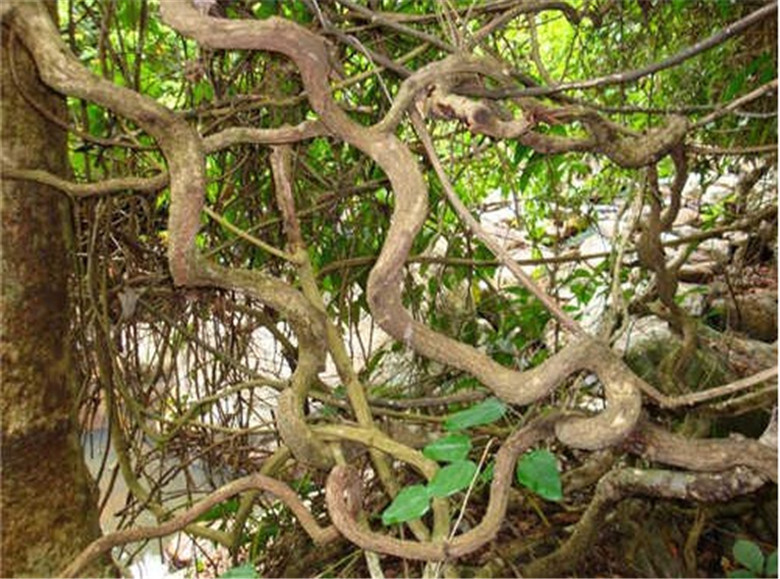 一件代发过江龙藤山藤栖息藤软装天然藤 虫鸟灵芝 天然 木质 天然