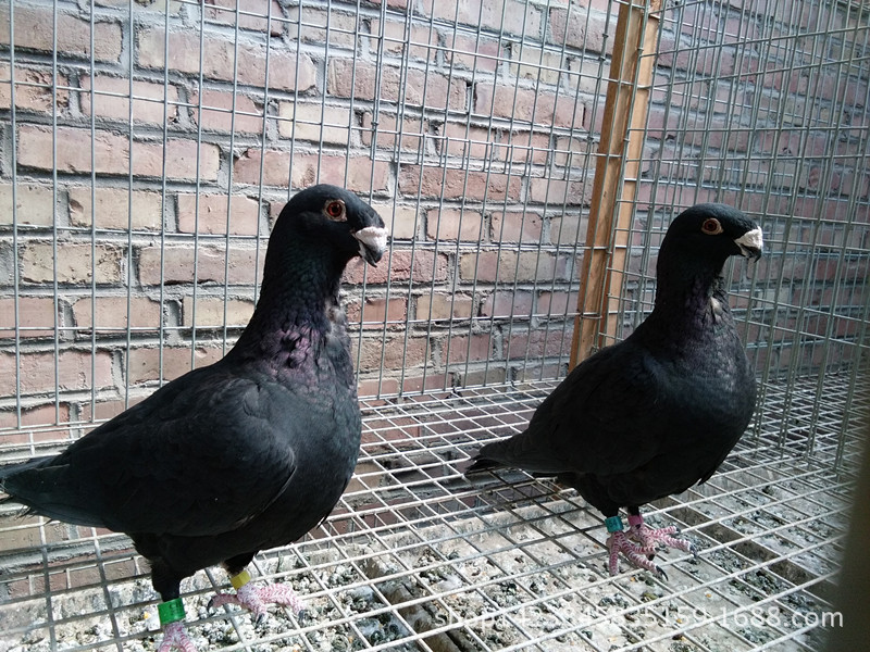 俄罗斯头型鸽图片 白俄罗斯鸽 瓦灰马头鸽子一对多少钱