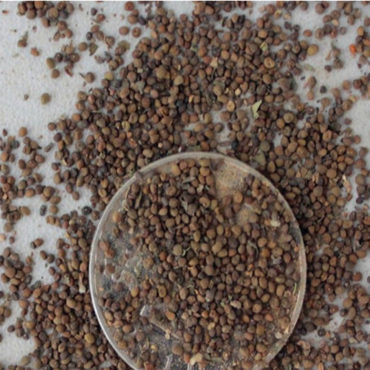 花种子盆栽 家庭阳台 易种四季播花卉种子 太阳花种子0