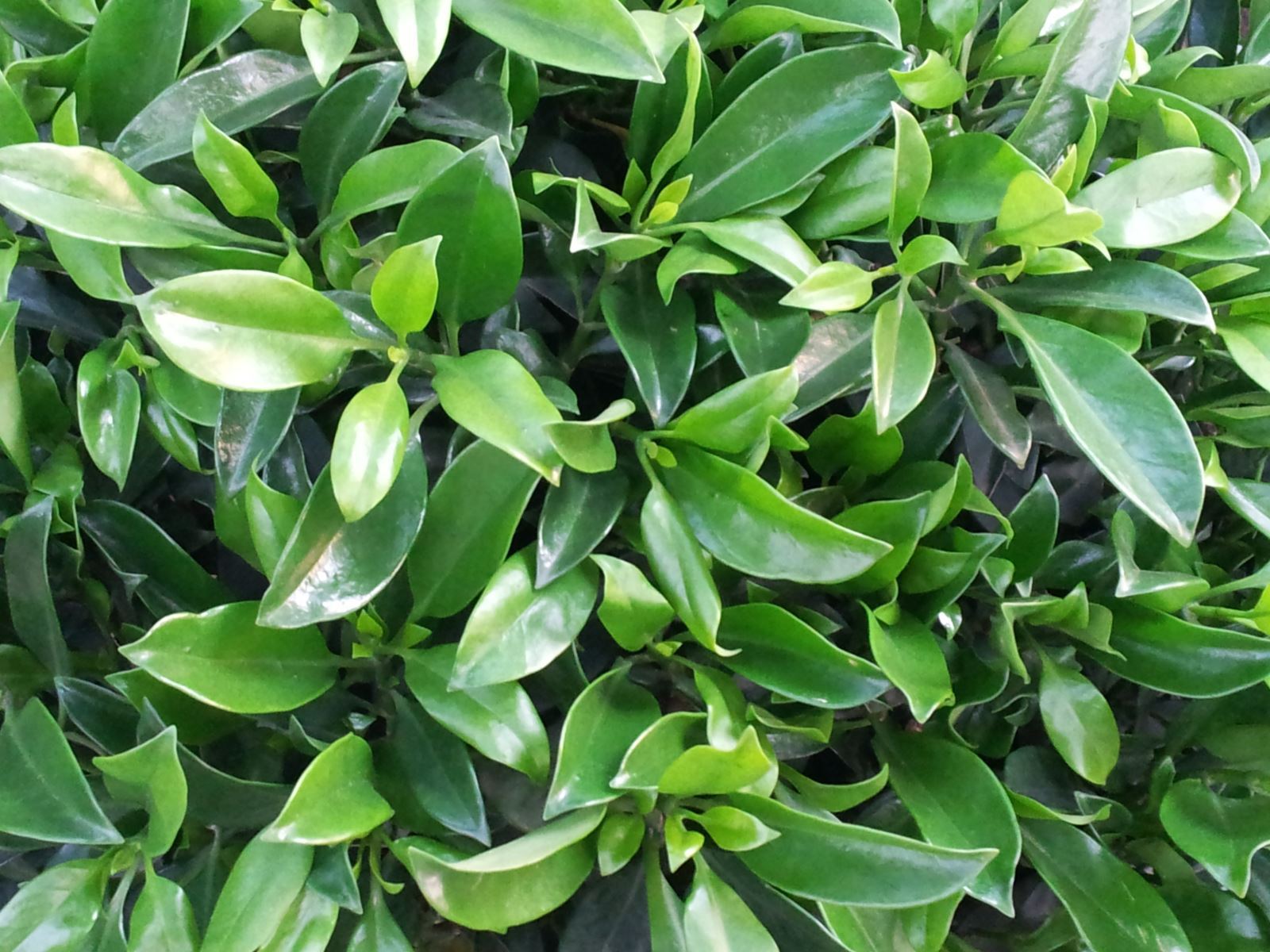 非洲茉莉 场地直销 常年供应