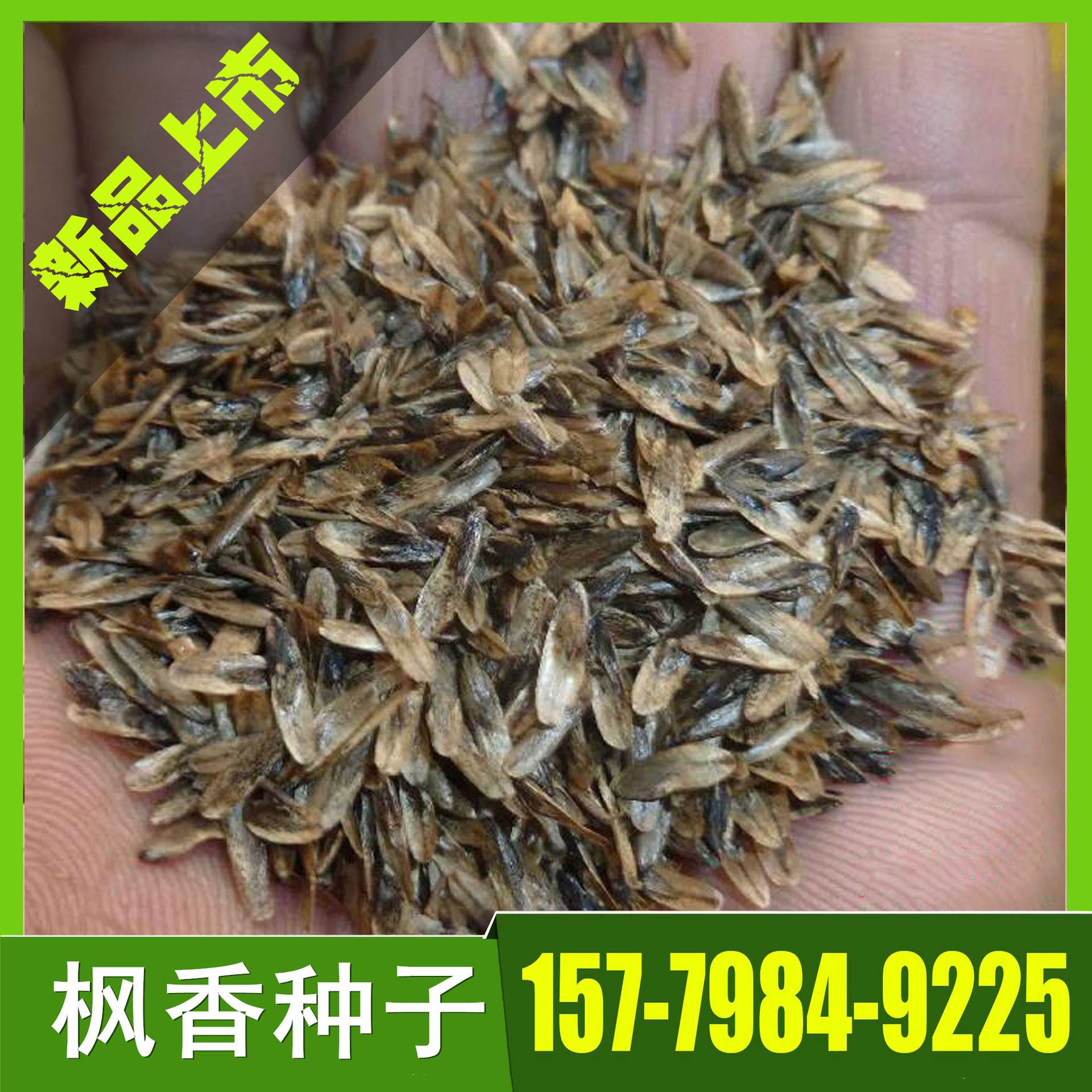 供应枫香种子 枫树种子批发 造林种子 绿化苗木种子 量大价优