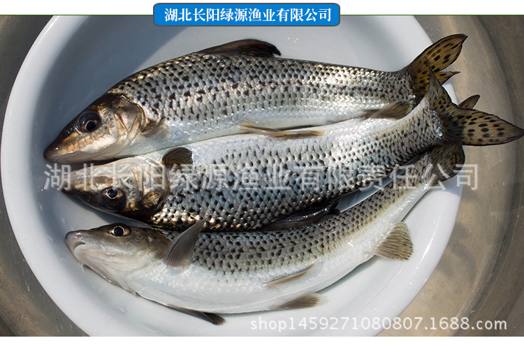 长江激浪鱼图片图片