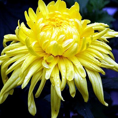 清明节菊花批发 大黄菊 鲜切花大黄菊 上坟祭奠扫墓殡仪哀悼鲜花