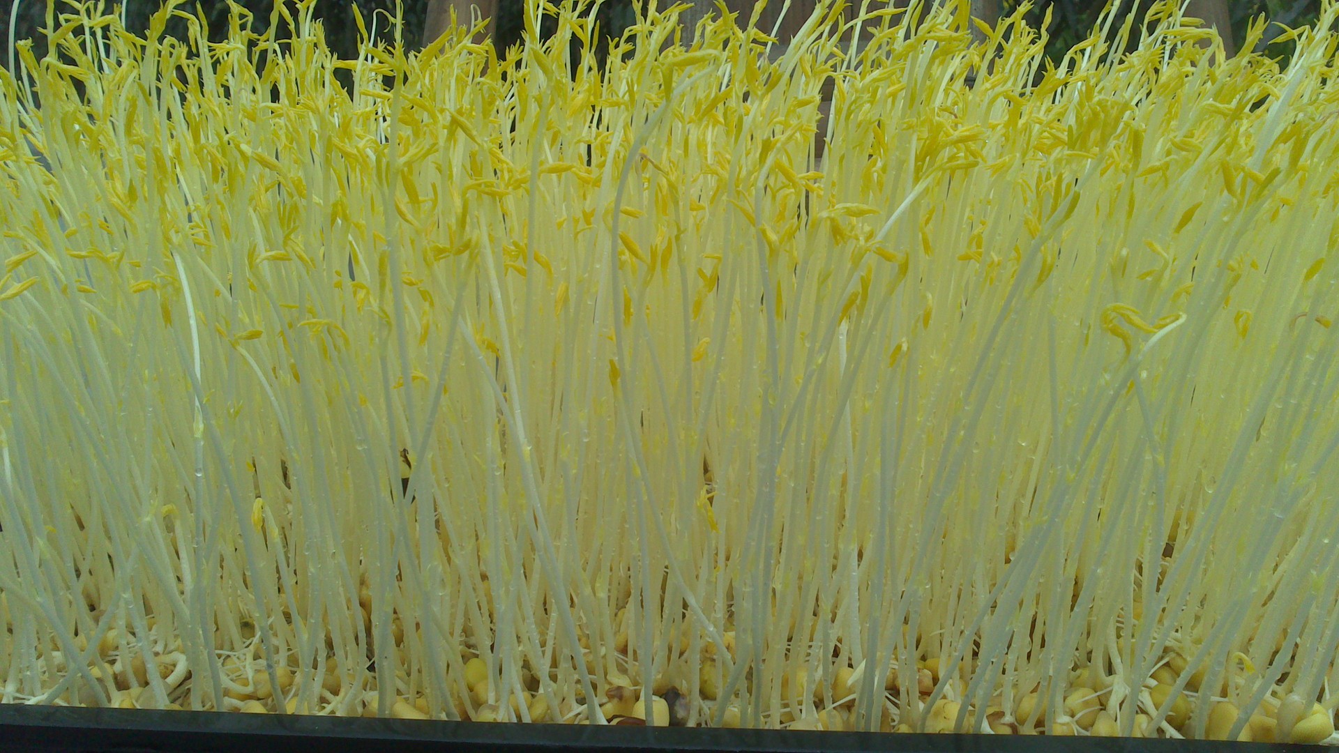 【厂家直销】芽苗菜 松柳苗500克同 批发 菜苗品质保障欢迎选购