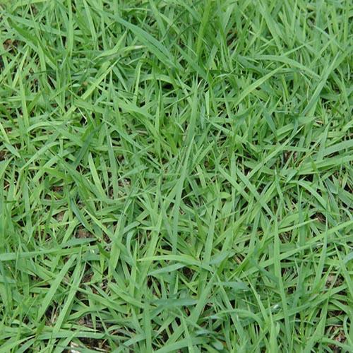 早熟禾 四季青