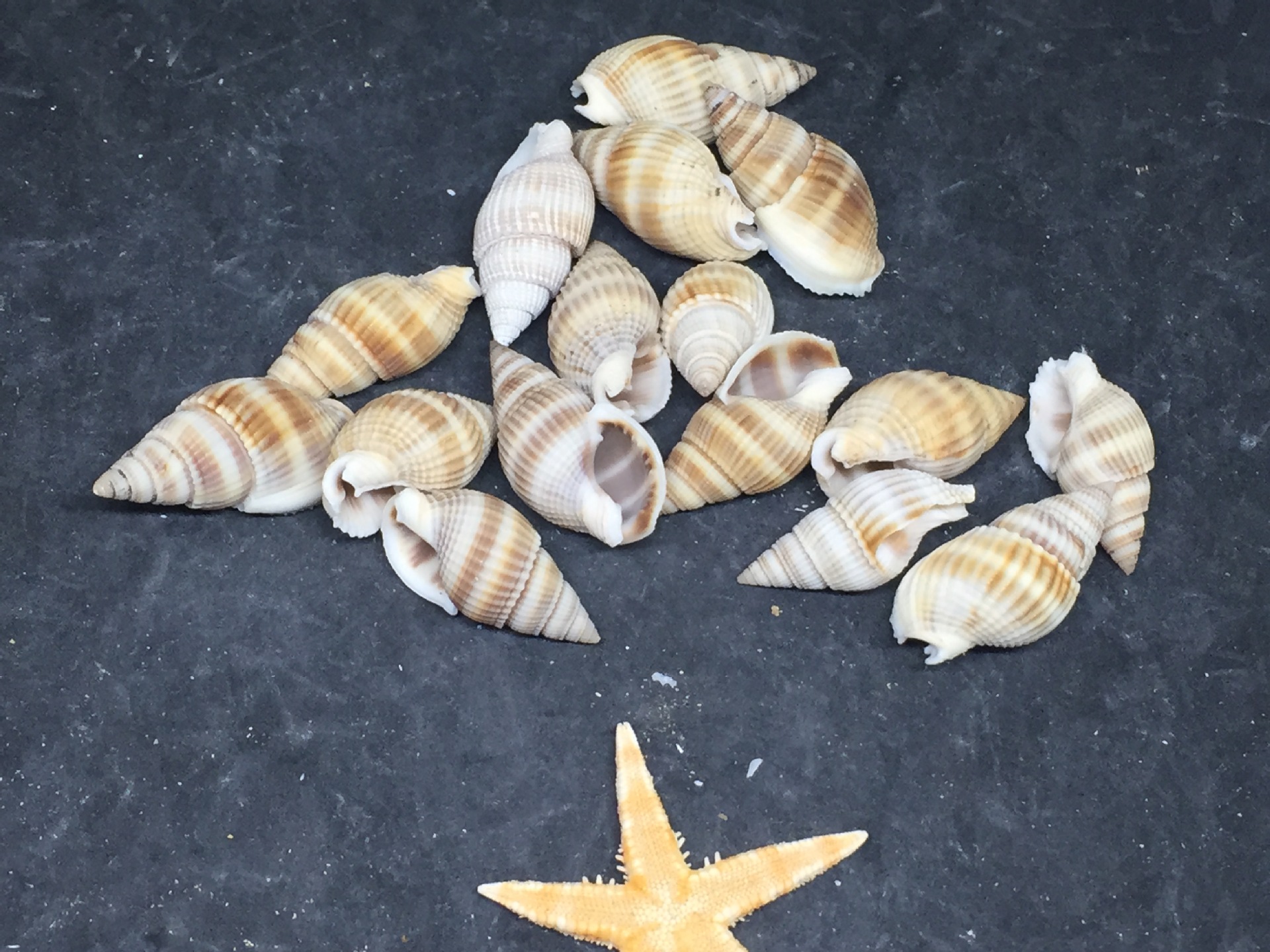 厂家批发黄织纹螺鱼缸造景微景观拍照装饰天