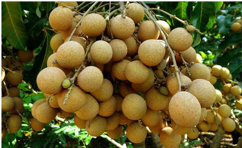 新鲜龙眼 广东特产新鲜水果石硖 龙眼 桂圆 新鲜龙眼 现摘.