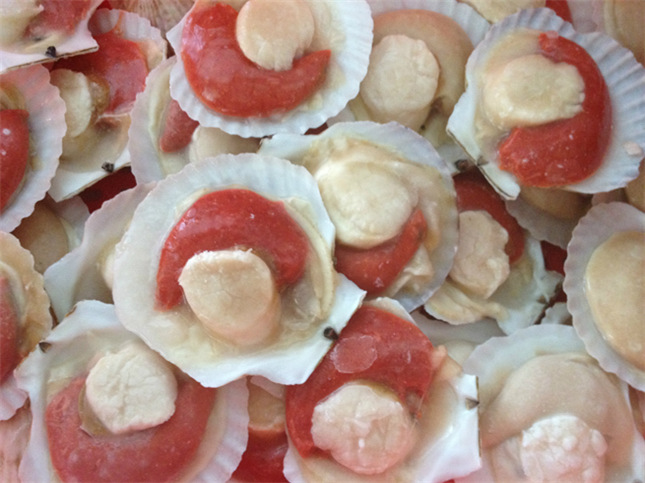 冷冻半壳扇贝虾夷贝扇贝自助餐酒店烧烤专用食材量大从优