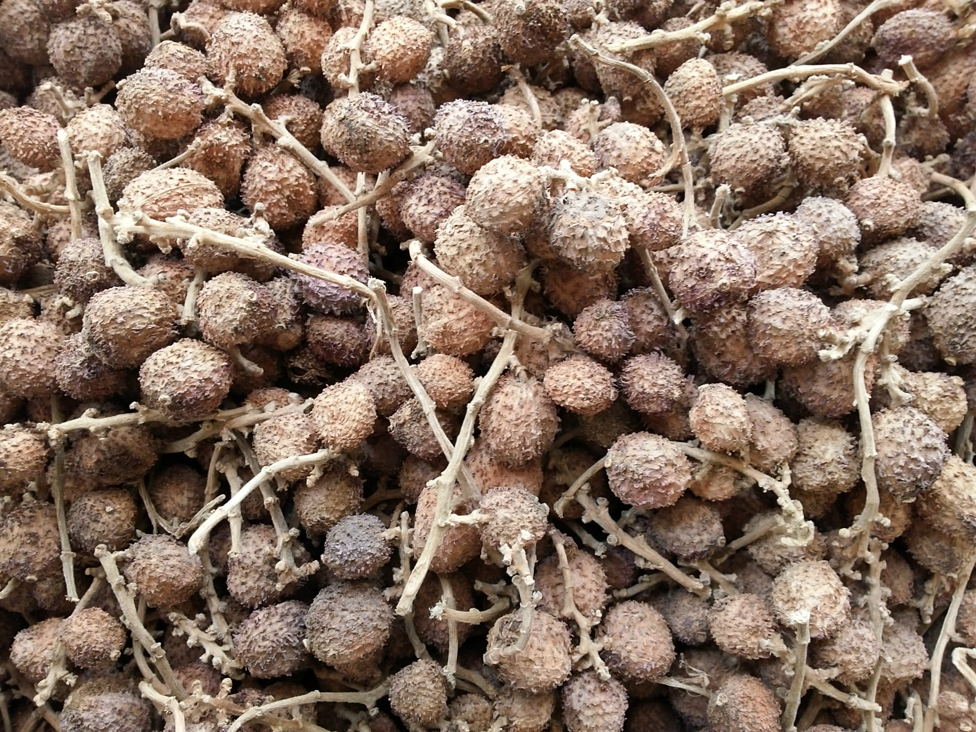 供应春砂仁 正宗阳春砂仁