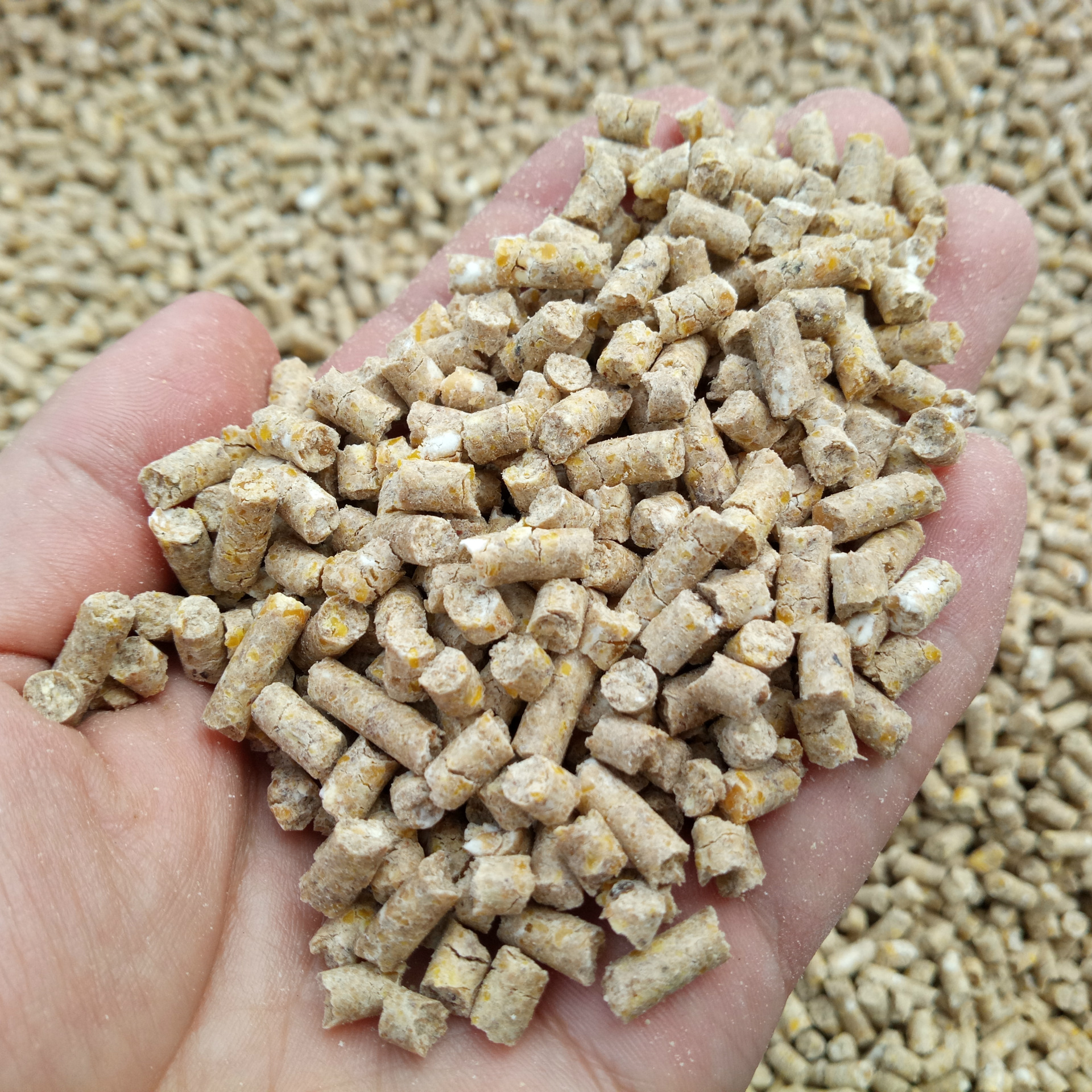 采用水虻黄粉虫大麦虫蛋白源加工草鱼饲料 鲤鱼鲫鱼颗粒饲料50斤