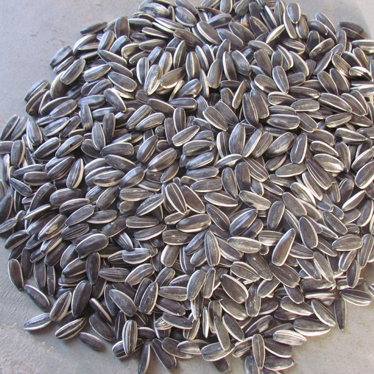 葵花籽生熟瓜籽甘肃特产现货大量批发葵花籽