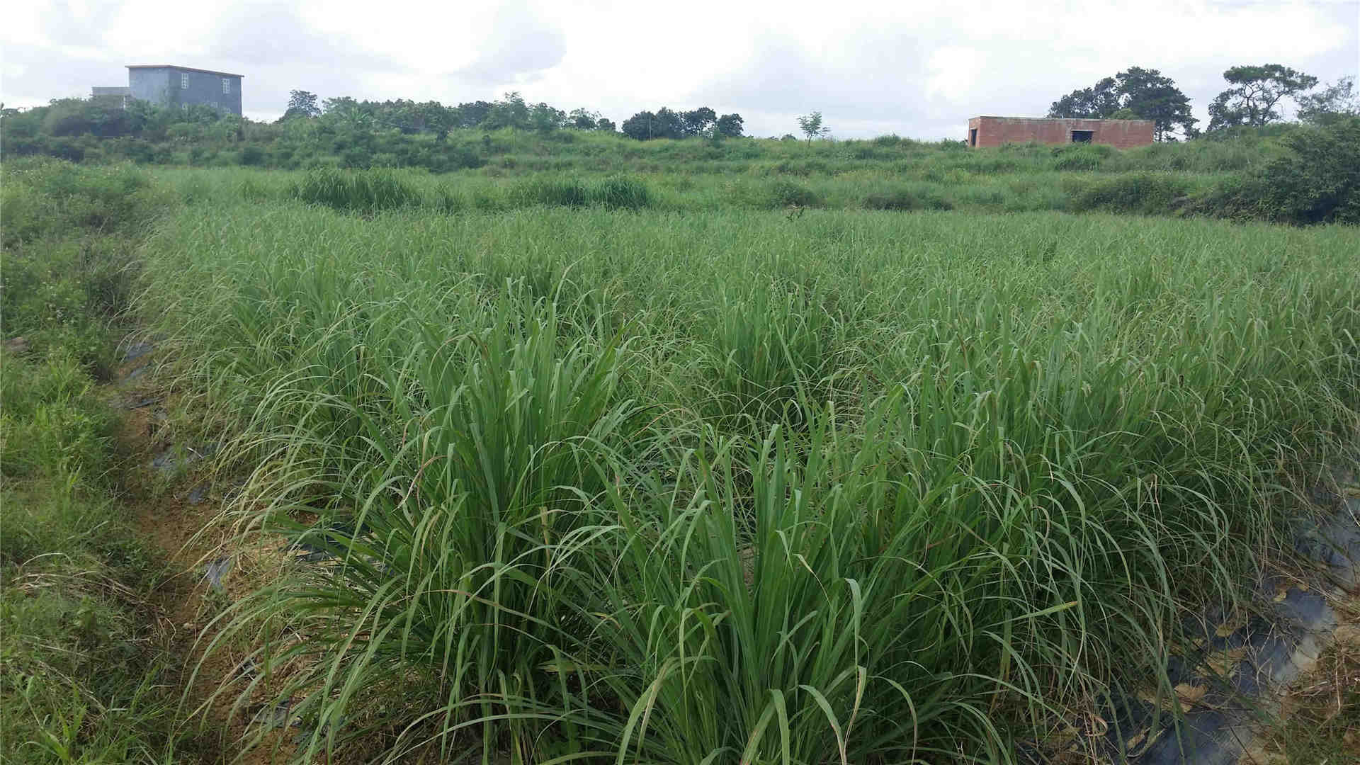 广泛种植于全世界的热带及亚热带地区,又称:柠檬草,香茅草,主产地为