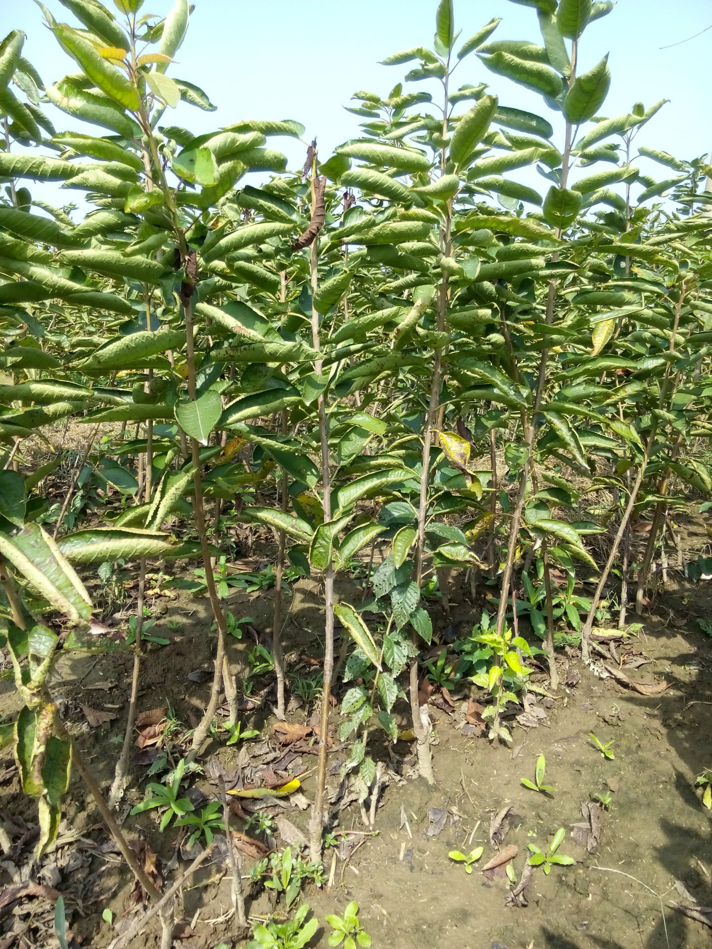 樱桃苗基地批发优质黄金樱桃苗 杏黄樱桃幼苗直销 大棚樱桃树苗