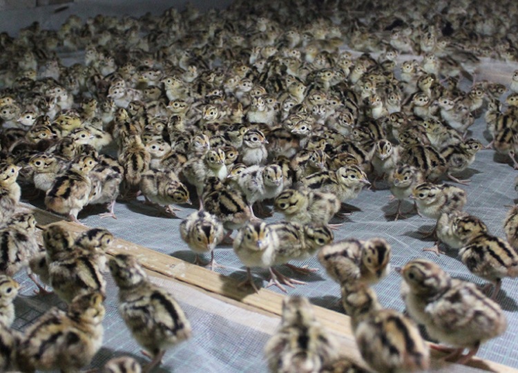 野鸡苗,竹鸡苗,土鸡苗.各类禽苗预付款,订金.