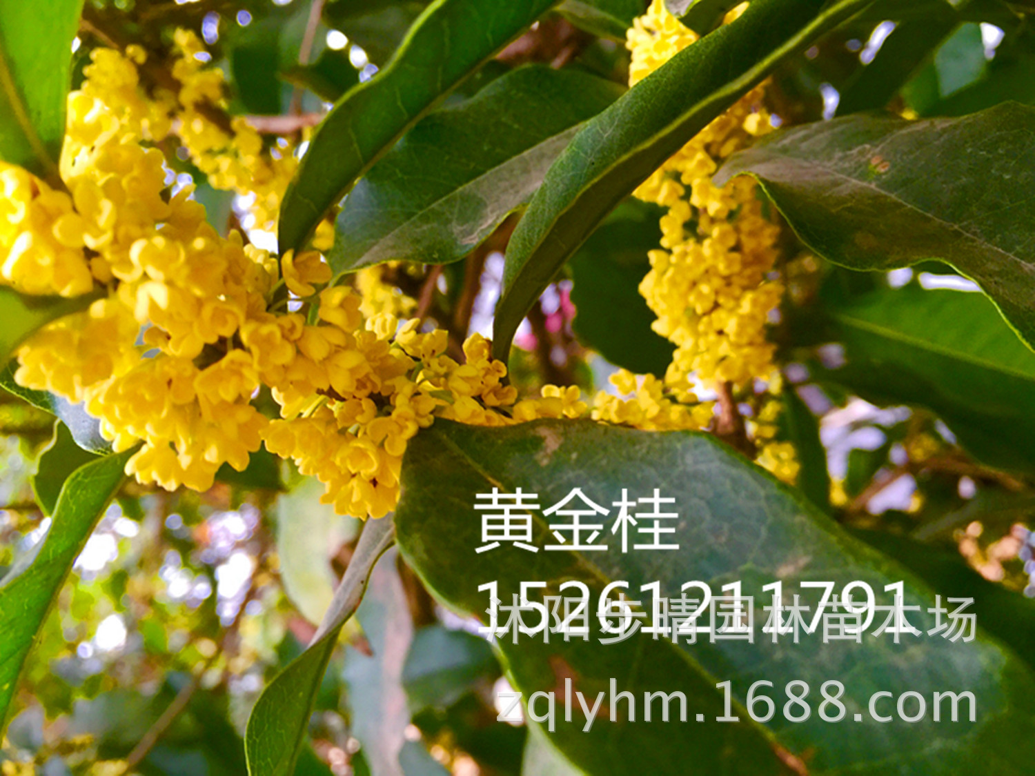 批发状元红桂花.朱砂桂.黄金桂 - 茶叶批发交易网