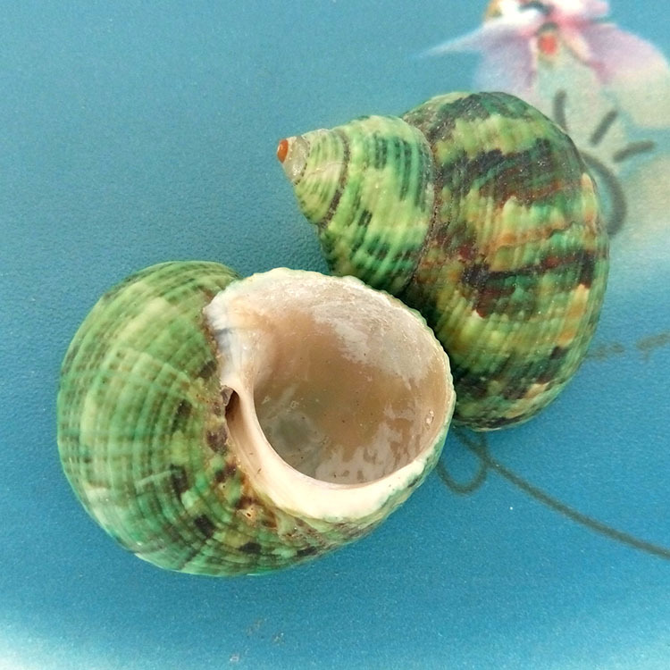 青螺厂家直销优质海螺贝壳海螺小绿螺鱼缸装饰原材料批发500克