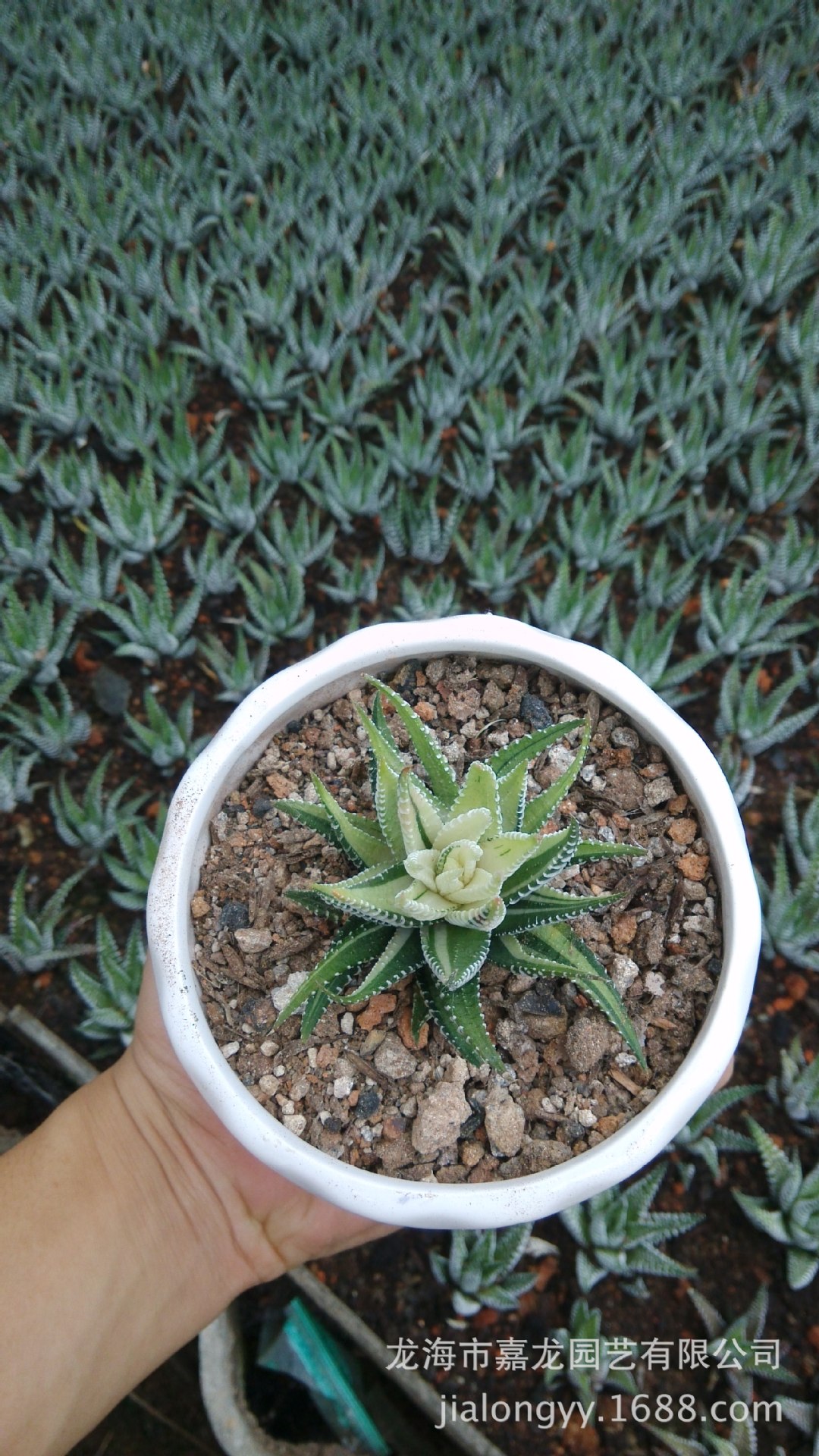 十二镐条纹十二卷锦 盆栽室内 小型雉鸡尾 多肉植物批发 不带刺