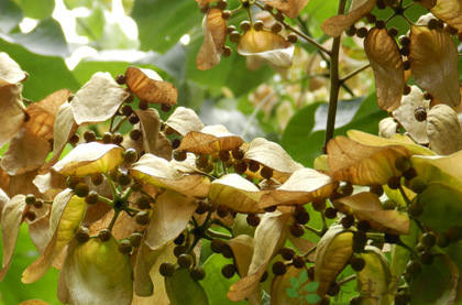 梧桐籽提取物20:1 全水溶 梧桐子粉 喷雾干燥粉