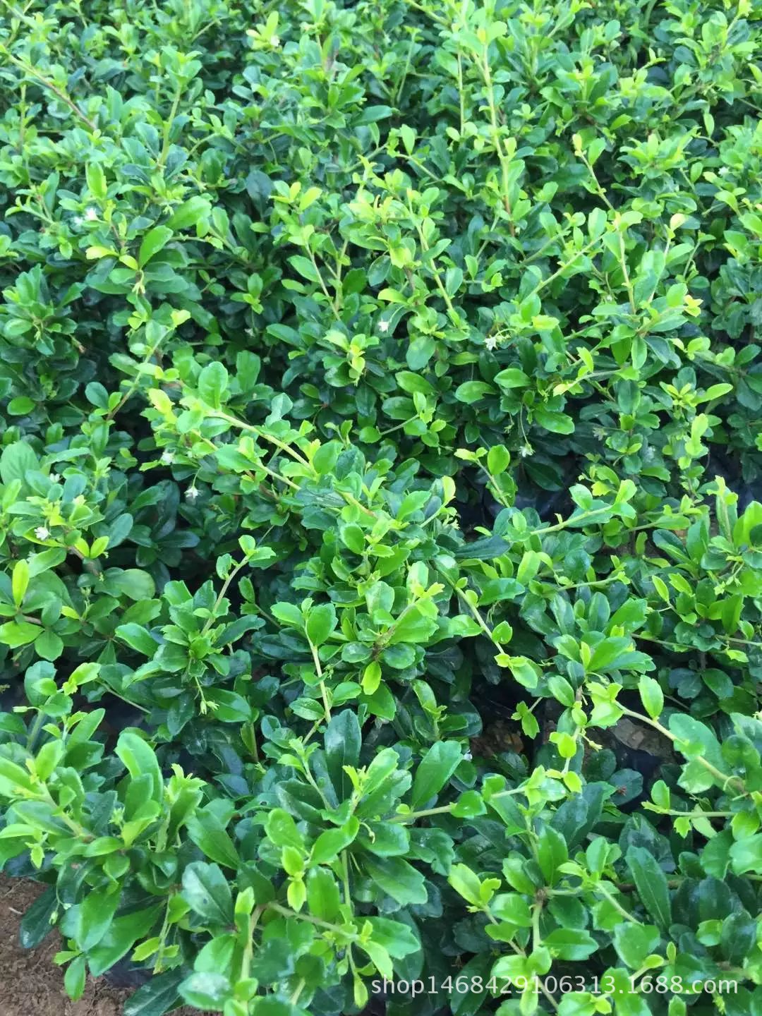 供应福建茶 常绿性植物 多用于 盆栽绿篱 灌丛 地被植.