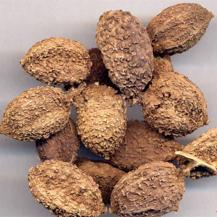 新品毛砂仁香砂仁火锅底料串串卤肉料麻辣烫烧烤调味香料1000g