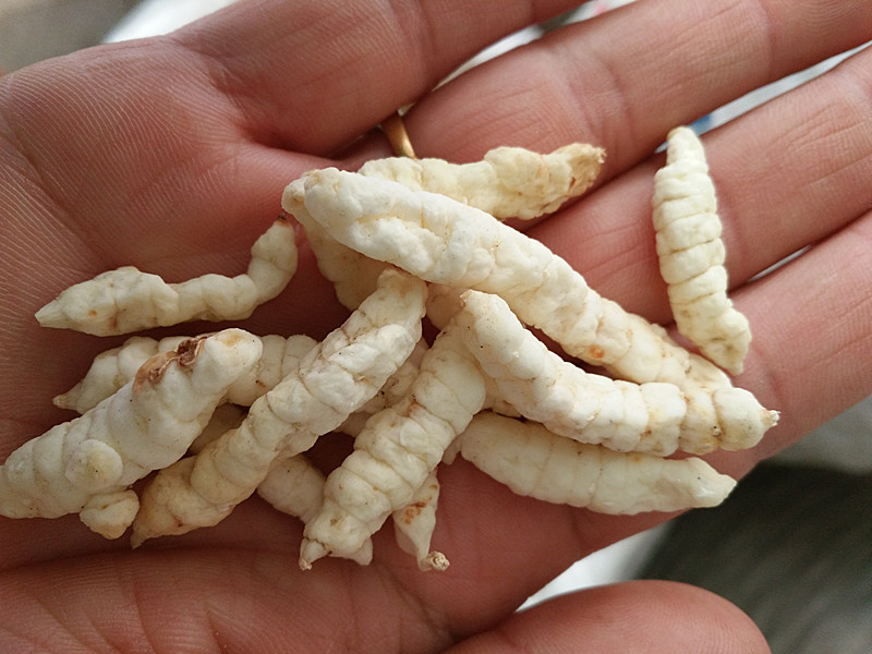 大量批草石蚕 地蚕 土冬虫草 泽兰根 白虫草新货