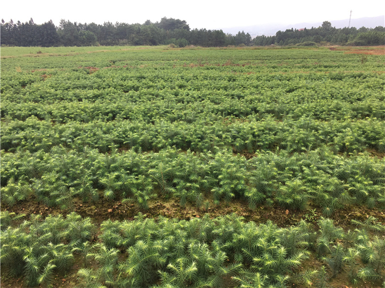 江西杉树苗基地直销杉苗 供应建材杉木小苗 苗木基地批发质优价廉