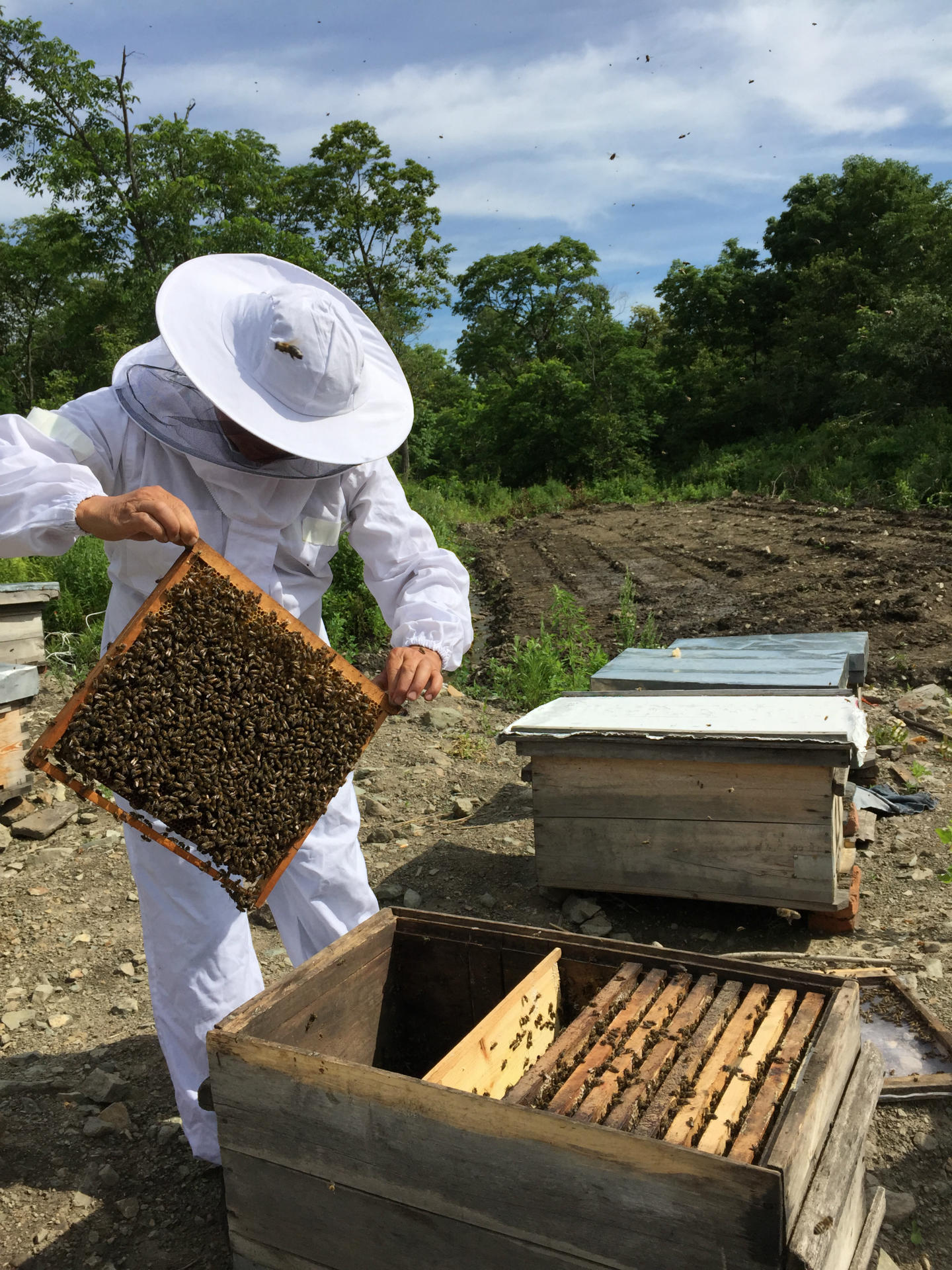 椴树雪蜜黑蜂土蜂蜜袋装批发包邮 - 苗木批发交易网