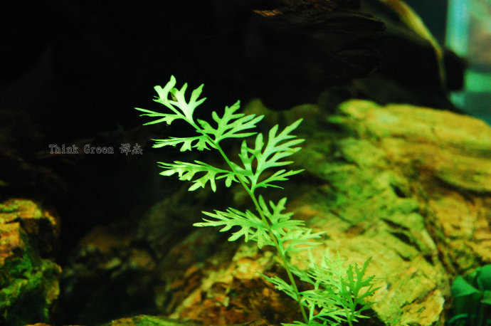 细叶水芹观赏真水草活体鱼缸水族箱造景装饰活体批发1包