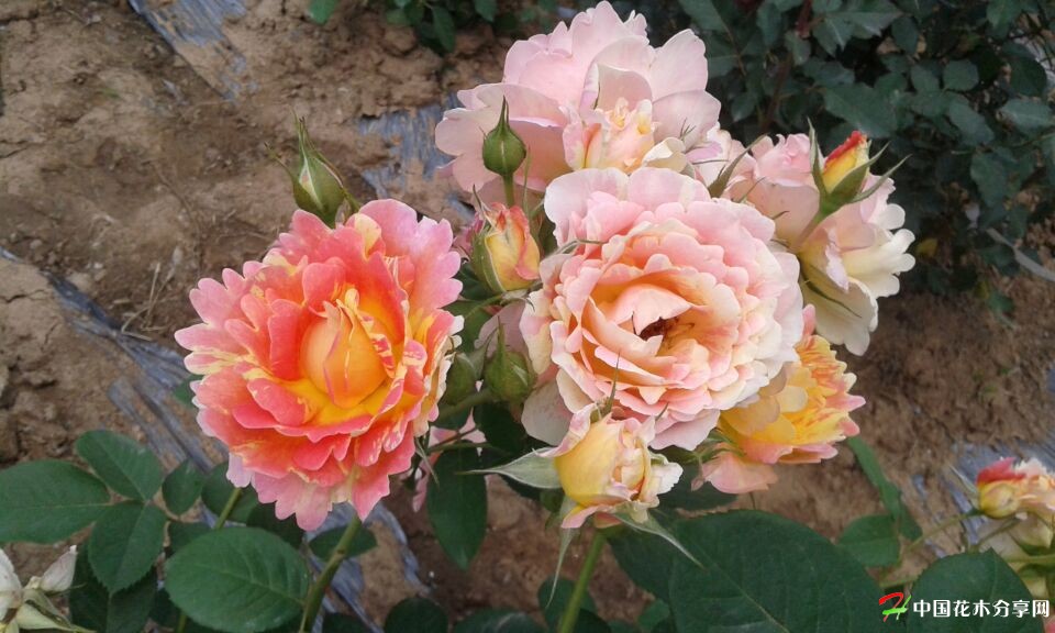 欧月 月季 月季花 新品种月季 芳香月季 陕西 西安