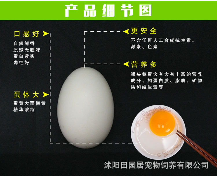 【田园居可孵化扬州白鹅皖西白鹅】白狮头鹅浙东白鹅种蛋土鹅蛋