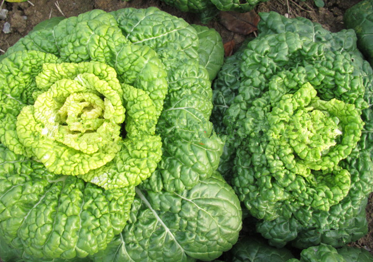 蔬菜种子黄心乌塌菜 黄金屋 阳台种菜 白菜种子 耐寒 易种