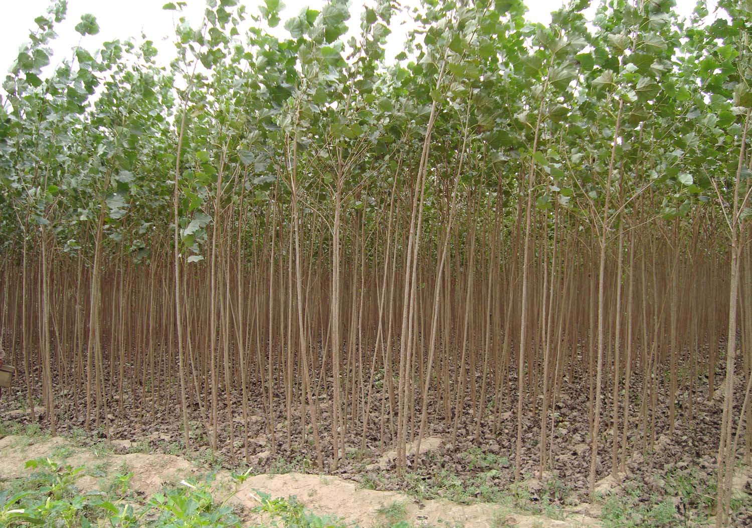 现货销售速生107杨树苗108毛白杨树苗绿化树苗1年2年杨树苗