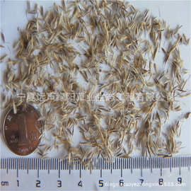 供应大量针茅种子