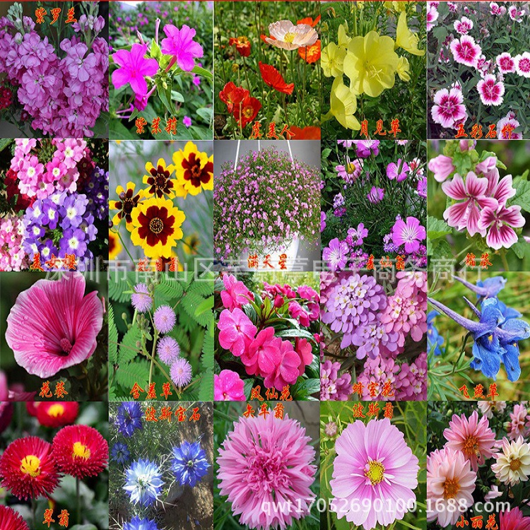 格桑花种子种苗