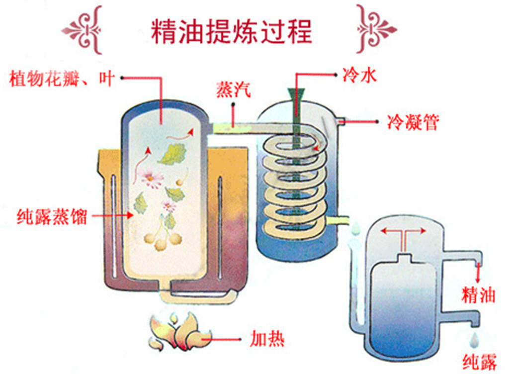 丁香油室显微图图片