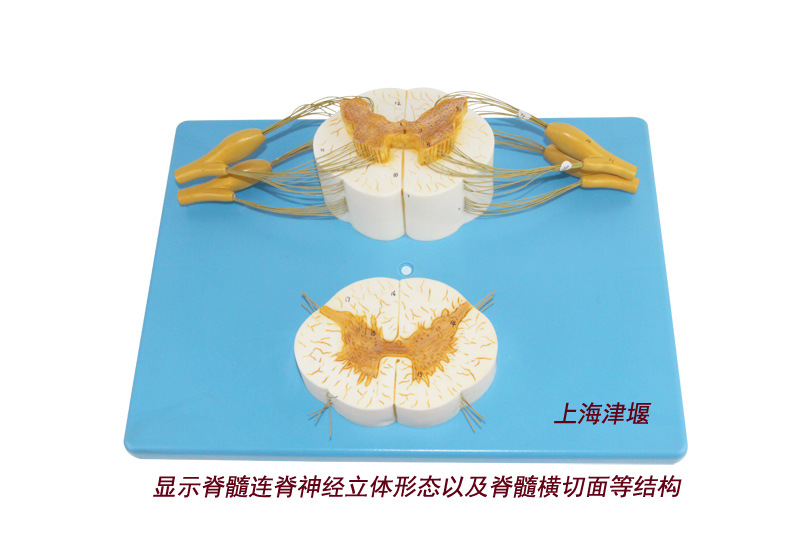 人体脊椎与脊神经分支放大模型 脊髓横切面