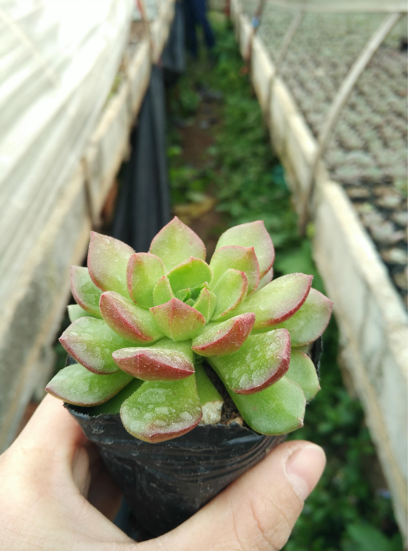 基地大棚批发多肉植物火焰蒂亚5-6cm