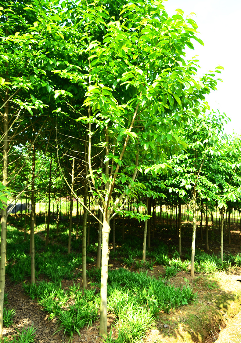 自家苗圃专业批发 乐昌含笑 绿化苗木 树形优美易成活 乐昌含笑