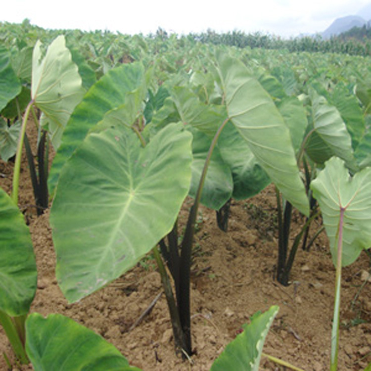 紫芋 水生植物 水生紫芋 紫芋苗 东南芋 易管理 水体绿化规格齐全